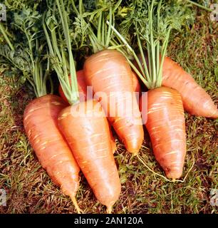 DAUCUS CAROTA SUBSPECIES SATIVUS "CHANTENAY" (KAROTTE "CHANTENAY") Stockfoto