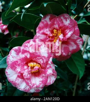 CAMELLIA JAPONICA (ZWEIFARBIG) Stockfoto