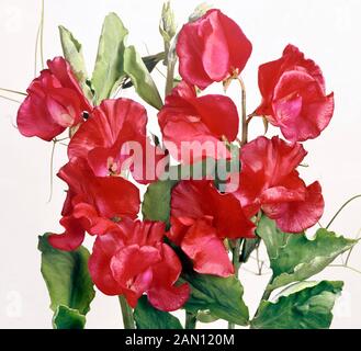 LATHYRUS-MAN "WINSTON CHURCHILL" (SWEET PEA "WINSTON CHURCHILL") Stockfoto