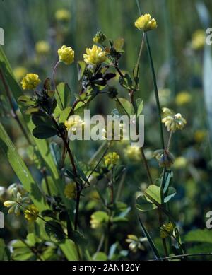 TRIFOLIUM DUBIUM (WENIGER KLEEBLATT) Stockfoto