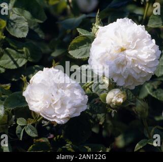 ROSA 'MADAME LEGRAS DE ST. GERMAIN"(ROSE"MADAME LEGRAS DE ST. GERMAIN") Stockfoto