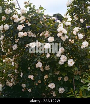 ROSA 'MADAME LEGRAS DE ST. GERMAIN"(ROSE"MADAME LEGRAS DE ST. GERMAIN") Stockfoto