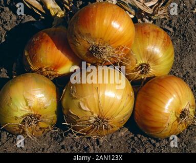 ALLIUM CEPA "AILSA CRAIG" (ZWIEBEL "AILSA CRAIG") Stockfoto