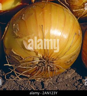 ALLIUM CEPA "AILSA CRAIG" (ZWIEBEL "AILSA CRAIG") Stockfoto