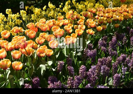 Tulipa gesneria Tulpe und Narzissen blühen im Keukenhof Gärten die Niederlande Frühjahr 2019 Stockfoto