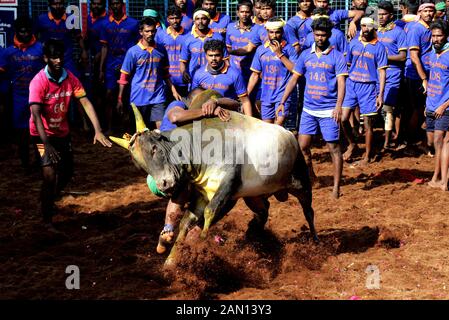 Madurai, Indien. Januar 2020. Indische Teilnehmer versuchen, einen Bullen bei der jährlichen Stierkampfveranstaltung "Jallikattu" in Avaniyapuram am Dorf am Stadtrand von Madurai, Tamil Nadu Staat, Indien, am 15. Januar 2020 zu kontrollieren. Kredit: Str/Xinhua/Alamy Live News Stockfoto