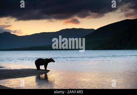 Kamtschatka Braunbär an Kurile See, Russland Stockfoto