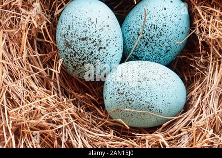 Makro von gesprenkelten Robin blue songbird Eier in eine echte Vögel nisten.