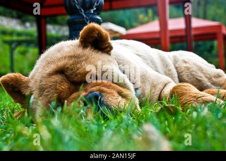 Schöne Dog Chow-chow im Park. Chow Chow Rasse Hund schlafen auf Gras Stockfoto