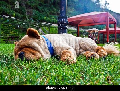 Schöne Dog Chow-chow im Park. Chow Chow Rasse Hund schlafen auf Gras Stockfoto