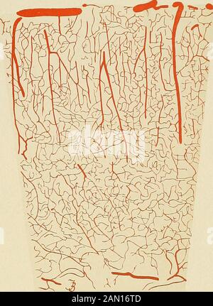 Organische und funktionelle Nervenkrankheiten; ein Textbuch der Neurologie . er macht das Herz zu überkommen, auch wenn das arterielle System unter Vertrag ist, dann eine schwache Rapidheart-Aktion, eine entspannte arterielle Spannung, Und eine unregelmäßige Atmung, gefolgt von Kollaps und Tod.^ Der Zustand der arteriellen Anspannung ist daher ein guter Index des Grades des intrakraniellen Drucks. Eine plötzlich entwickelte Spannung von 220 mm ist gefährlich und eine Spannung von280 tödlich. Trephinieren ist das einzige Mittel zur Linderung des intrakranialdrucks und kann bei intracranialblutenden Blutungen bei t erfolgreich eingesetzt werden Stockfoto