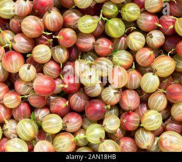 Stachelbeeren Ernte, eine Ernte reifer Stachelbeeren. Beeren der rote Stachelbeere close-up. Frische Stachelbeeren uns Hintergrund. Stockfoto