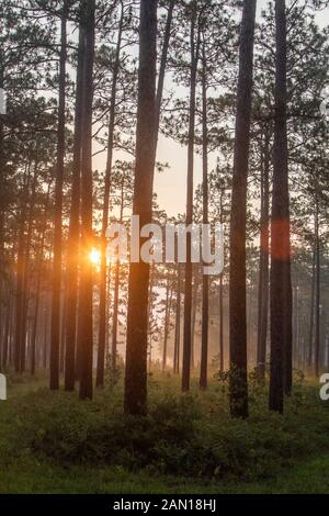 Sonnenaufgang über Wald in South Carolina Stockfoto