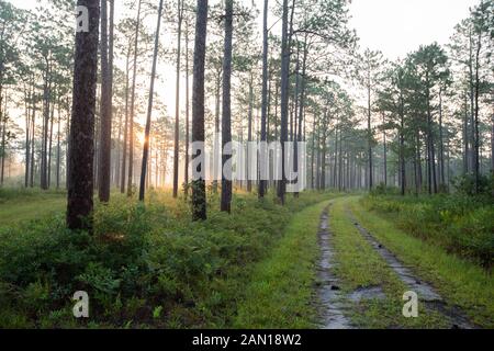 Sonnenaufgang über Wald in South Carolina Stockfoto