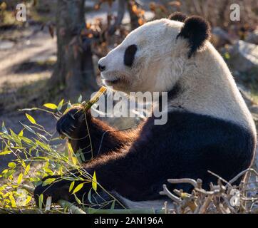 Wien, ÖSTERREICH - 30. DEZEMBER: Panda Yang Yang isst am 30. Dezember 2019 im Zoo Schönbrunn (deutsch: Tiergarten Schönbrunn) in Wien, Österreich, Bambus. Stockfoto