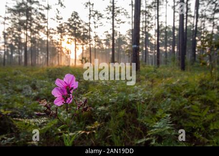 Sonnenaufgang über Wald in South Carolina Stockfoto