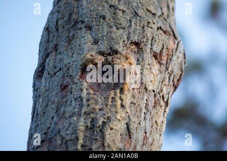 Spechtloch im Kiefernbaum. Stockfoto