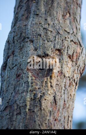 Spechtloch im Kiefernbaum. Stockfoto