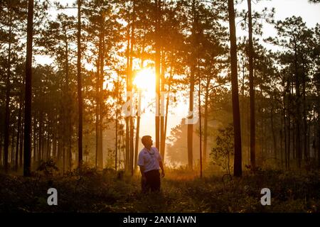 Sonnenaufgang über Wald in South Carolina Stockfoto