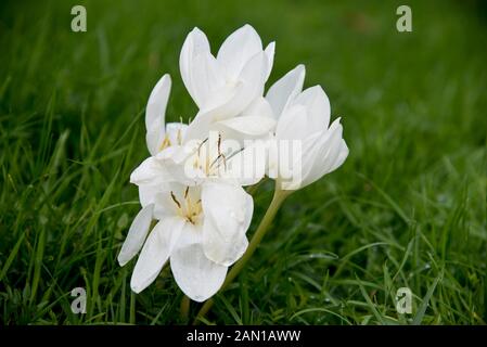 Herbstzeitlose (Colchicum Autumnale) Stockfoto