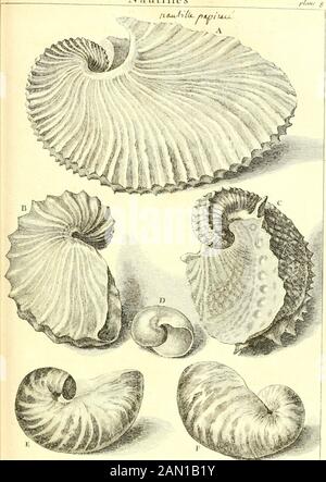 L'histoire naturelle éclaircie dans deux de ses parties principales, la lithologie et la conchyliologie : dont l'une traite des pierres et l'autre des coquillages : ouvrage dans lequel on trouve une méthode & une notice critique des principaux auteurs quel ont sur maéres: Enrichi de figures dessinées d'après nature. Nautilles. AiLo: Dépens de JWB011 nier del amossoji La Conchyliologie, il Partie. S^r FAMILIA Q UINTA. Coclca: Mittagessen. Coclea lunaris ejl univalvis, ore rotundo, umbilicata, clavicula dcprcjfa , Data,fi.pcrficic flriata, Laciniata, Canaliculdta, tuherofa, Lc Stockfoto