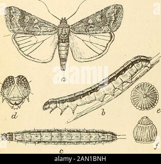 Bericht über verschiedene Baumwollinsekten in Texas. D ein wenig über Amonth später-Anfang August.EINE vierte Generation von Mothsunzweifeln reift bis zur dritten Septemberwoche, aslarva? Wurden im Süden Kaliforniens vom 24. Oktober und 5. November eingenommen, im Süden von San.e als Südtexas. Die überwinternden Motten würden damit wohl die fünfzigjährige Generation bilden. Frühere Autoren sind zweifellos richtig, wenn sie angeben, dass es in Colorado nur drei Generationen gibt. Aufgrund der zerstörerischen Gewohnheiten, die dieses Insekt auf den Zuckerrübenfeldern Colorados gezeigt hat, ist sein Verlauf auf den Baumwollfeldern, während es sich nach Osten bewegt Stockfoto