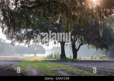 Live Oak Trees in South Carolina Stockfoto