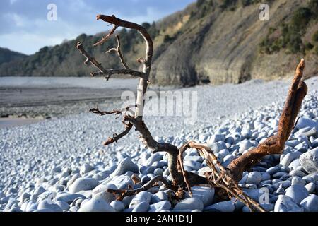 Knarrendes und verwittertes Holz, das an einem sonnigen Wintermorgen auf den Kieselstrand in Cold Knap Barry, Südwales gewaschen wurde. Stockfoto