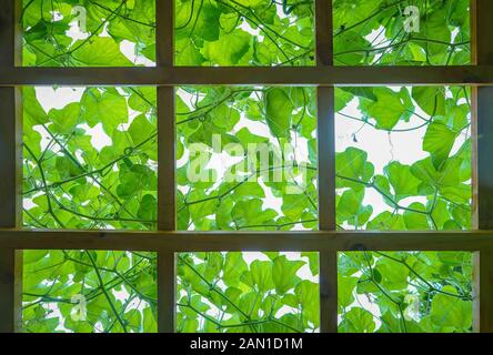 Weinrebenschmuck auf der Dachdecke im Außenbereich mit dem hellen Himmel im Hintergrund. Stockfoto