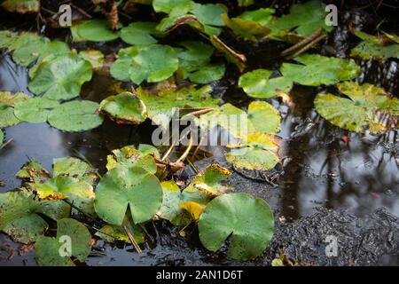 Feuchtgebiete in South Carolina Stockfoto