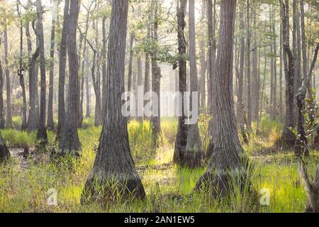 Feuchtgebiete in South Carolina Stockfoto