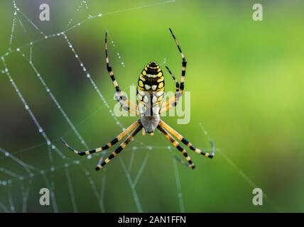 Spinne im Netz im Wald Stockfoto