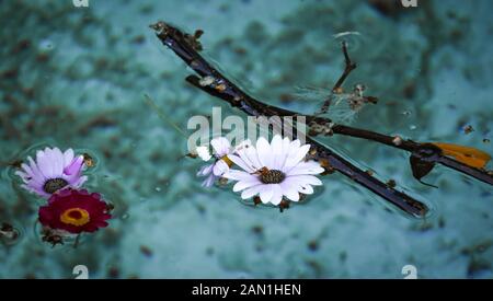 Immer noch leben, Nahaufnahme: Blumen und Gebrochene Zweige schwimmend auf einem Blatt von kristallklarem Wasser Stockfoto