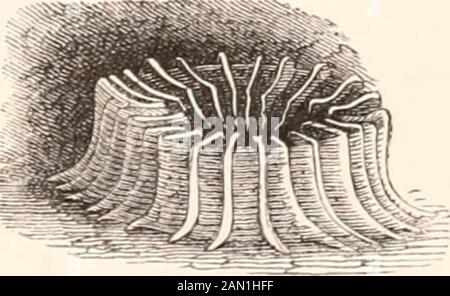 Eine Geschichte der britischen Seeanemonen und Korallen . Schlauch des Viererzyklus, der in der Hälfte jedes Systems will. Sie sind weit voneinander entfernt, werden zweimal getrennt oder verdrängen ihre eigene Dicke, dünn, salient, aber ungleich so, einige der Vorwahlen und Abordnungen, die auf die doppelte Höhe, über die der Tertiäre, steigen, aber andere sind annähernd gleich; Ihre Ebenen sind aremore oder weniger gewellt, und ihre Flächen haben verstreute stumpfe Eminenzen: Oberkante abgeschnitten, fast horizontal, aber leicht absinkend inwai-ds, andsteigende mit einem abrupten stumpfen Punkt an der Innenkante, die dann descendsperpendicula Stockfoto