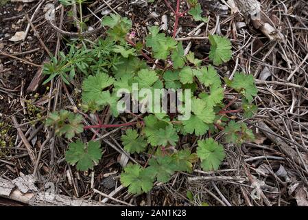 Frische Blätter und Blüten von Geranium molle Stockfoto