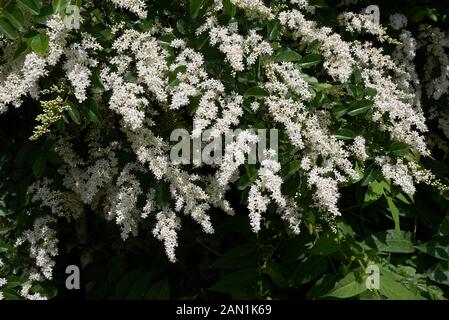 Weiße duftende Blüte von Ligustrum vulgare Stockfoto