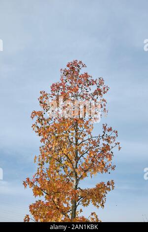 Buntes Laub von Liquidambar styraciflua Baum im Herbst Stockfoto