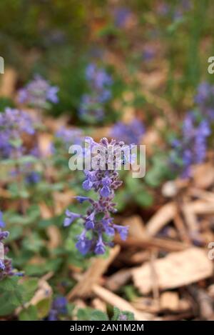 Lila Blüten der Nepeta Cataria Anlage Stockfoto