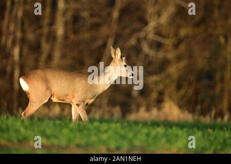 Junge Rehe mit ohne geweih beobachten auf dem Feind auf Wiese Stockfoto