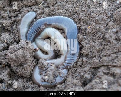 In der Nähe der Toten gemeinsame Regenwurm im Winter im Garten, Lumbricus terrestris Stockfoto