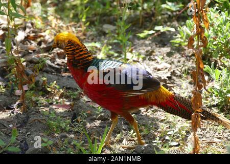 Golden Pheasant in freier Wildbahn Stockfoto