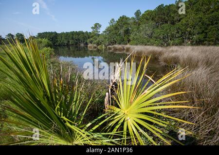 Südcarolina Lowcountry marsh Szenen mit retention Teiche für Überschwemmungen. Stockfoto