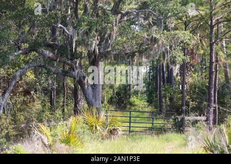 Südcarolina Lowcountry marsh Szenen mit retention Teiche für Überschwemmungen. Stockfoto