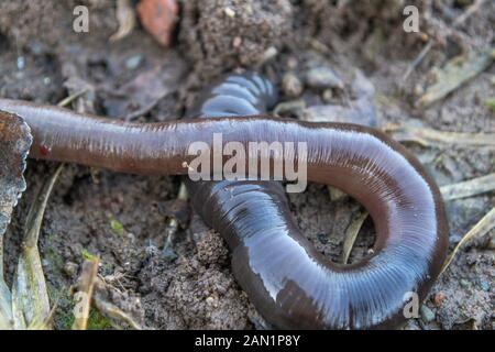 In der Nähe der Toten gemeinsame Regenwurm im Winter im Garten, Lumbricus terrestris Stockfoto