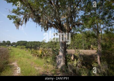 Südcarolina Lowcountry marsh Szenen mit retention Teiche für Überschwemmungen. Stockfoto