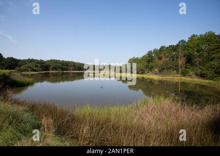 Südcarolina Lowcountry marsh Szenen mit retention Teiche für Überschwemmungen. Stockfoto