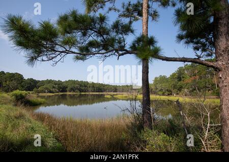 Südcarolina Lowcountry marsh Szenen mit retention Teiche für Überschwemmungen. Stockfoto