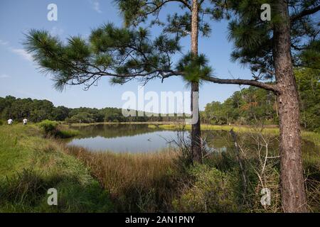 Südcarolina Lowcountry marsh Szenen mit retention Teiche für Überschwemmungen. Stockfoto