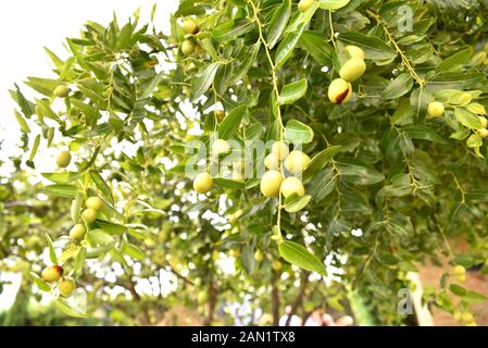 Jujube Zweige, Ziziphus lotus mit seiner grünen Früchte zu Beginn des Herbstes. Stockfoto