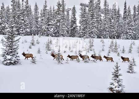 Eine Herde wilder Elche (Cervus elaphus); in einer einzigen Akte durch den tiefen Schnee im ländlichen Alberta Kanada wandern Stockfoto